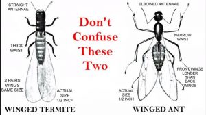 termite-ant